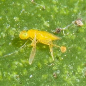 Aphytis melinus is a very small light yellow Golden Chalcid wasp.