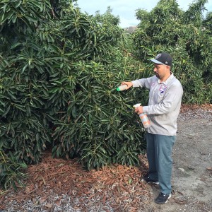 Liberation of Californicus mites on avocado trees