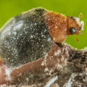 Mealybug Destroyer Beetle